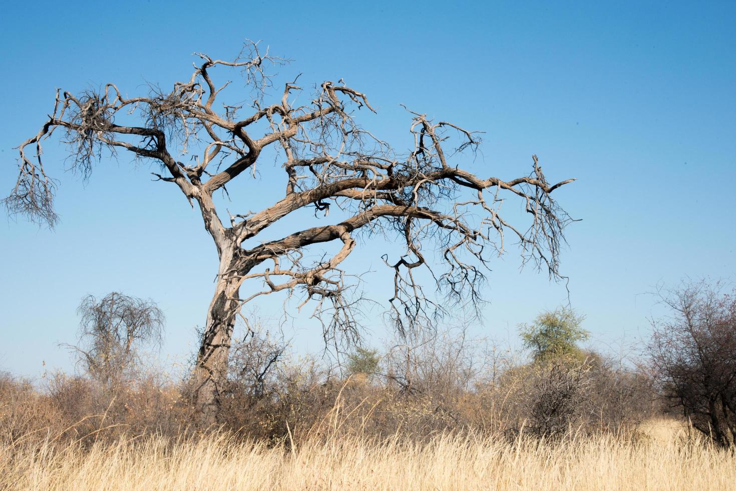 Beautiful natural landscape near Bushmen area. No people, copy space. Kalahari, Namibia. photo