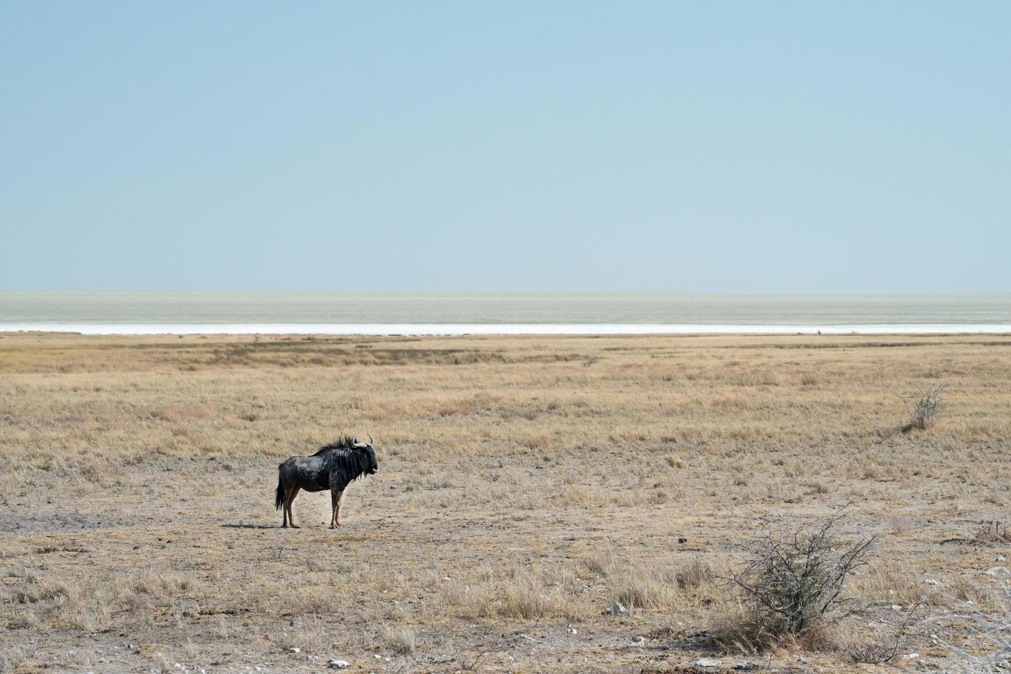 One gnu alone in Etosha National Park during a severe drought. Namibia photo