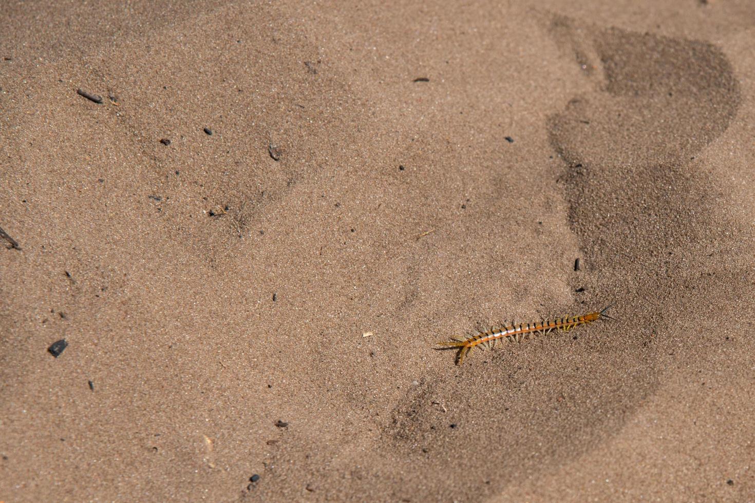 Scolopendra in an african desert. Sand around. Namibia photo