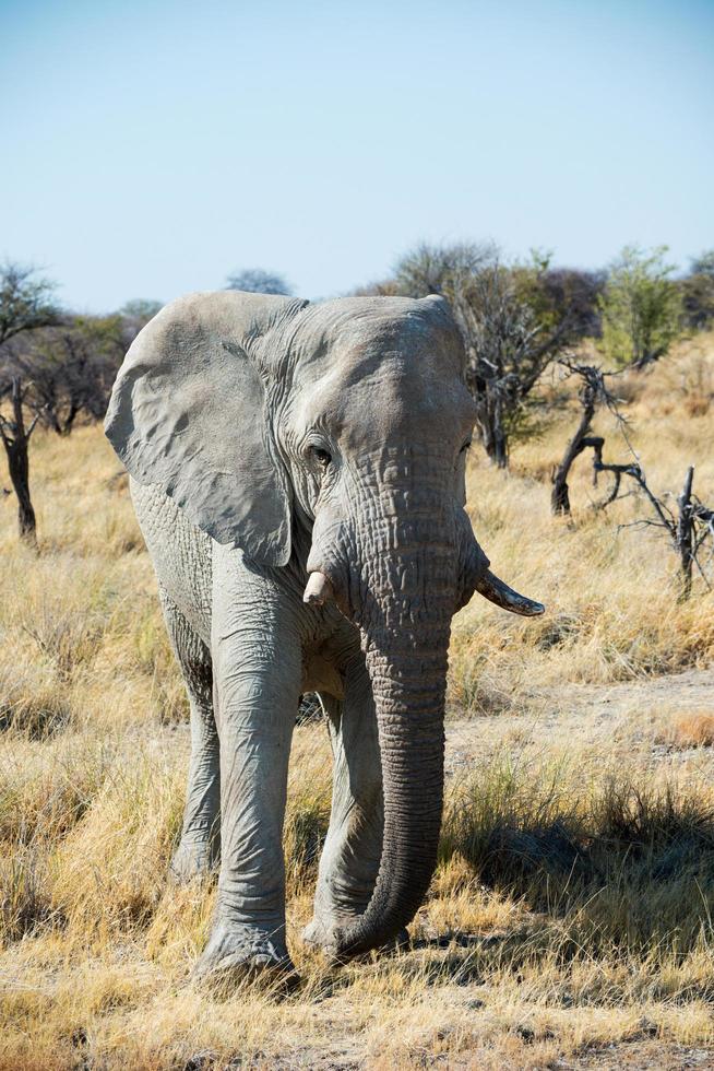 Beautiful portrait of a big african elephant at Etosha National Park. Namibia photo