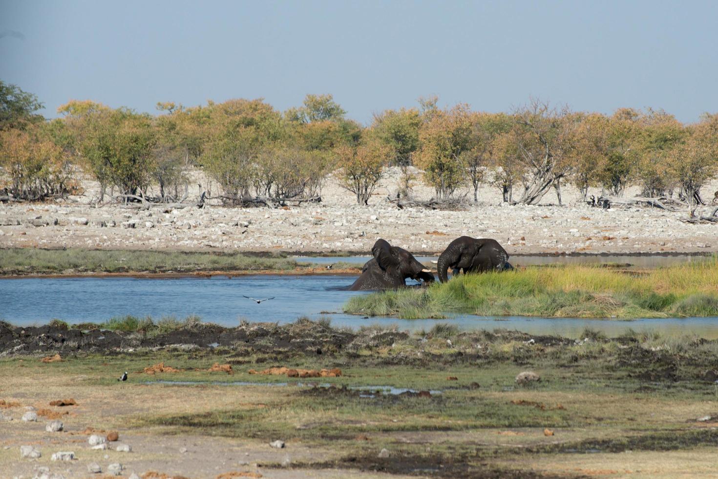 Two african elephants playing in a water hole, in Etosha National Park, Namibia. Beautiful landscape. photo