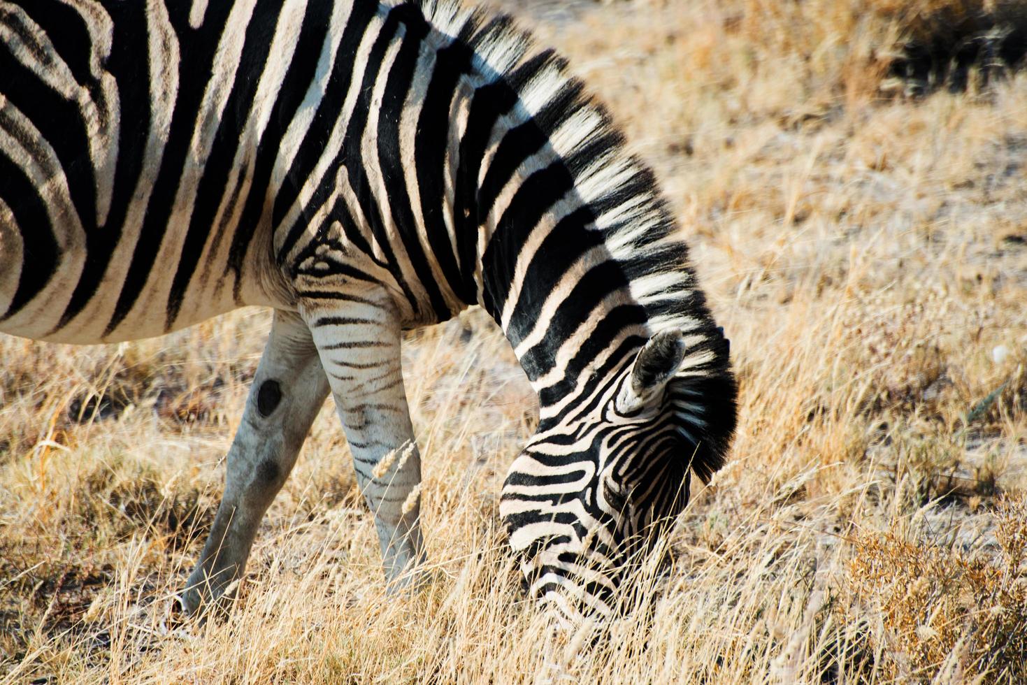 Beautiful portrait of a zebra eating grass at Etosha National Park, Namibia photo