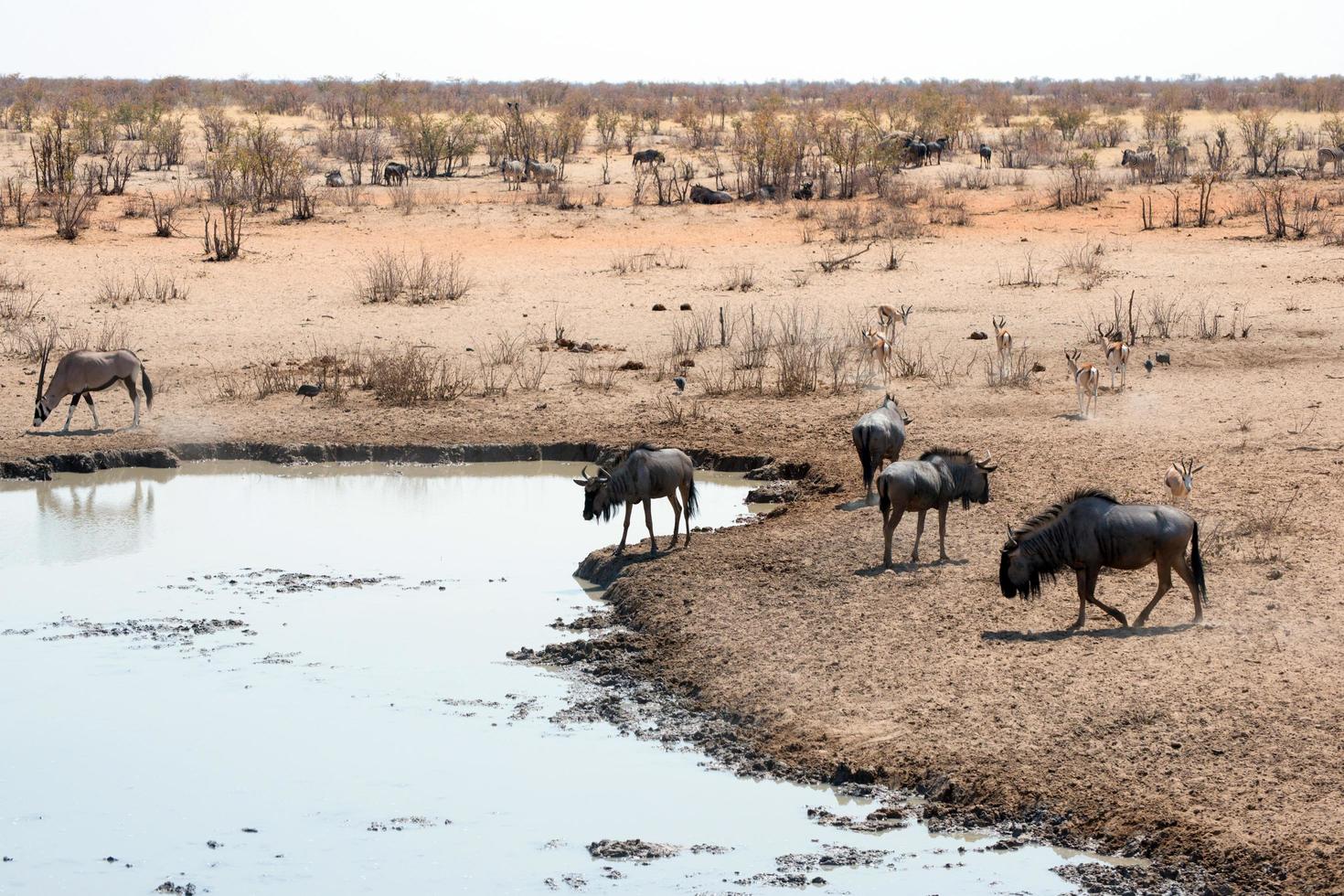 Herd of gnus drinking water in a pond  in Etosha National park. Namibia photo