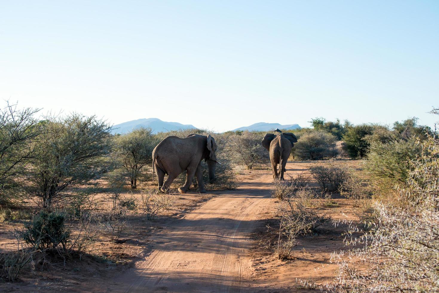 Two big elephants walking away on a path. Namibia photo