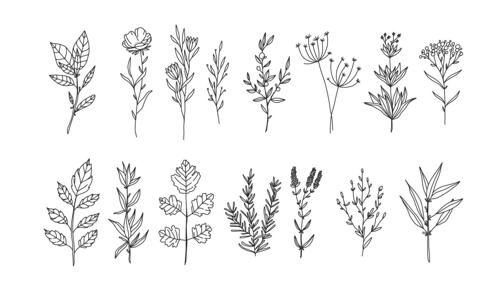 conjunto de elementos florales dibujados a mano para su diseño, ilustración de hojas y flores para crear un diseño romántico o vintage, gráfico aislado de plantas muy fácil de agregar a su proyecto de diseño vector