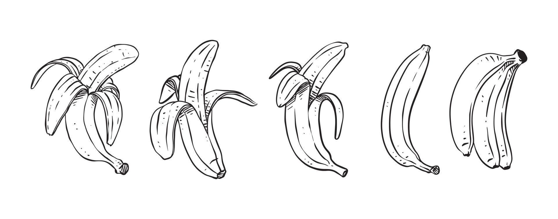 Conjunto de plátanos pelados, ilustración vectorial dibujada a mano vector