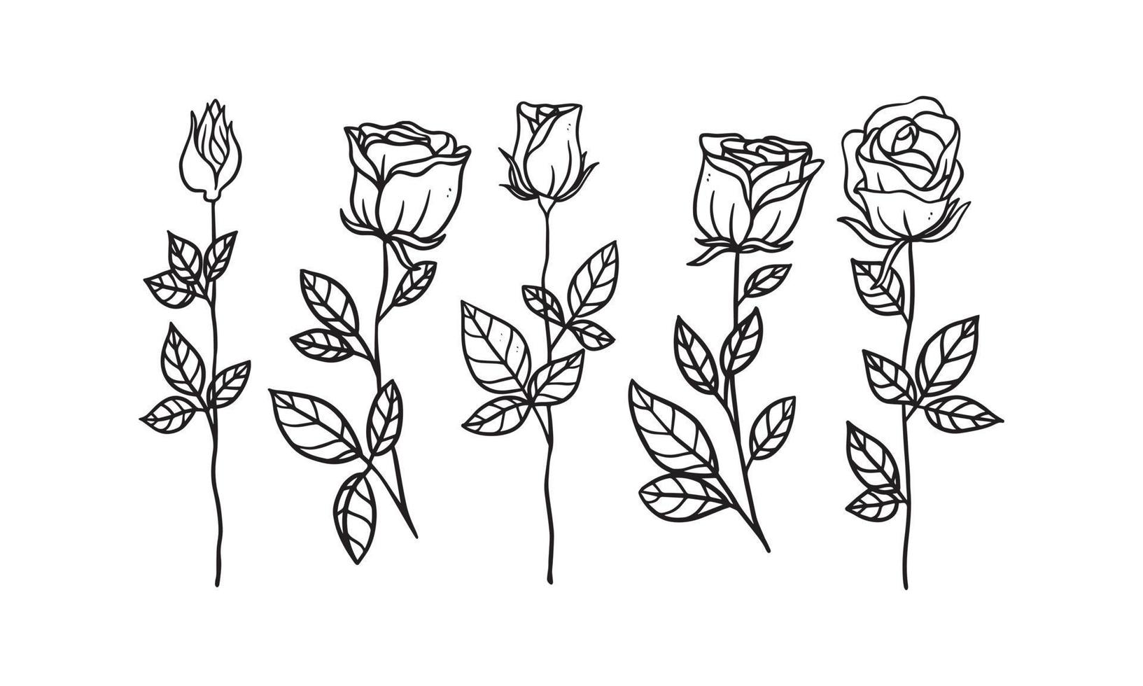 set of rose hand drawn vector illustration for romantic and vintage design