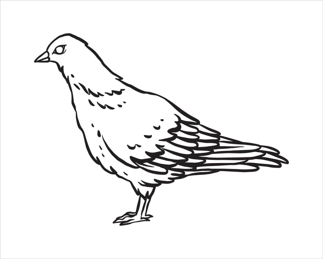 Simple pigeon hand drawn vector. Hand drawn line art cartoon illustration. Isolated on white background vector