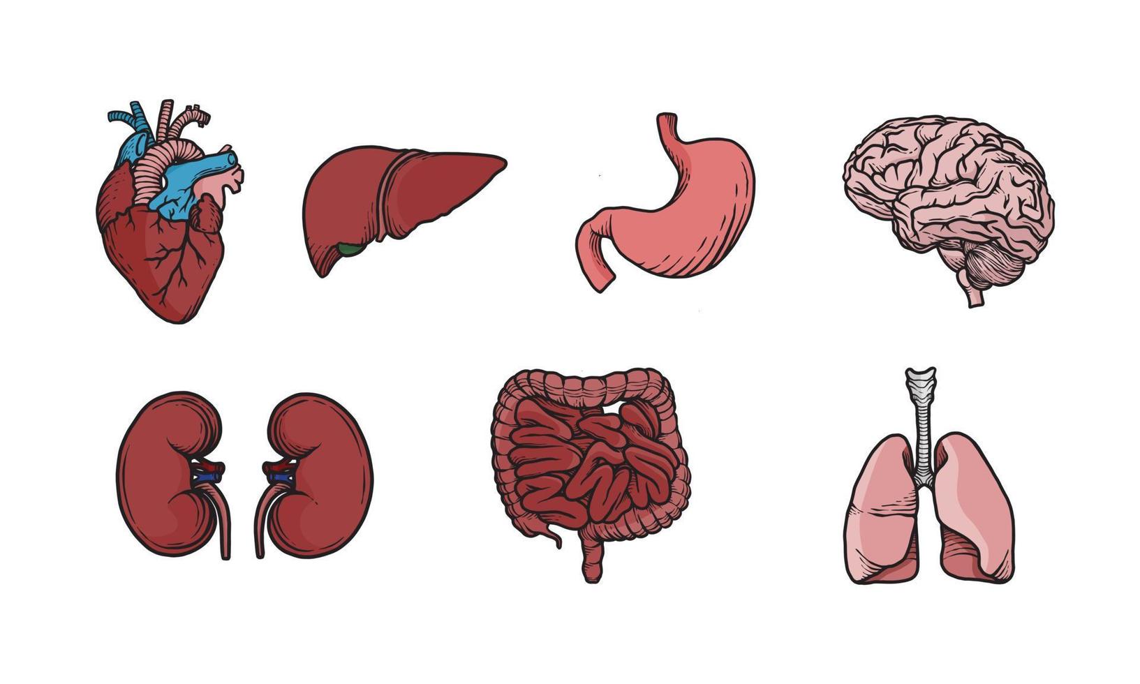conjunto de ilustración de órganos humanos de color. Gráfico vectorial simple pero educativo de la anatomía interna del cuerpo humano. Ilustración biológica para diseño médico y sanitario. vector