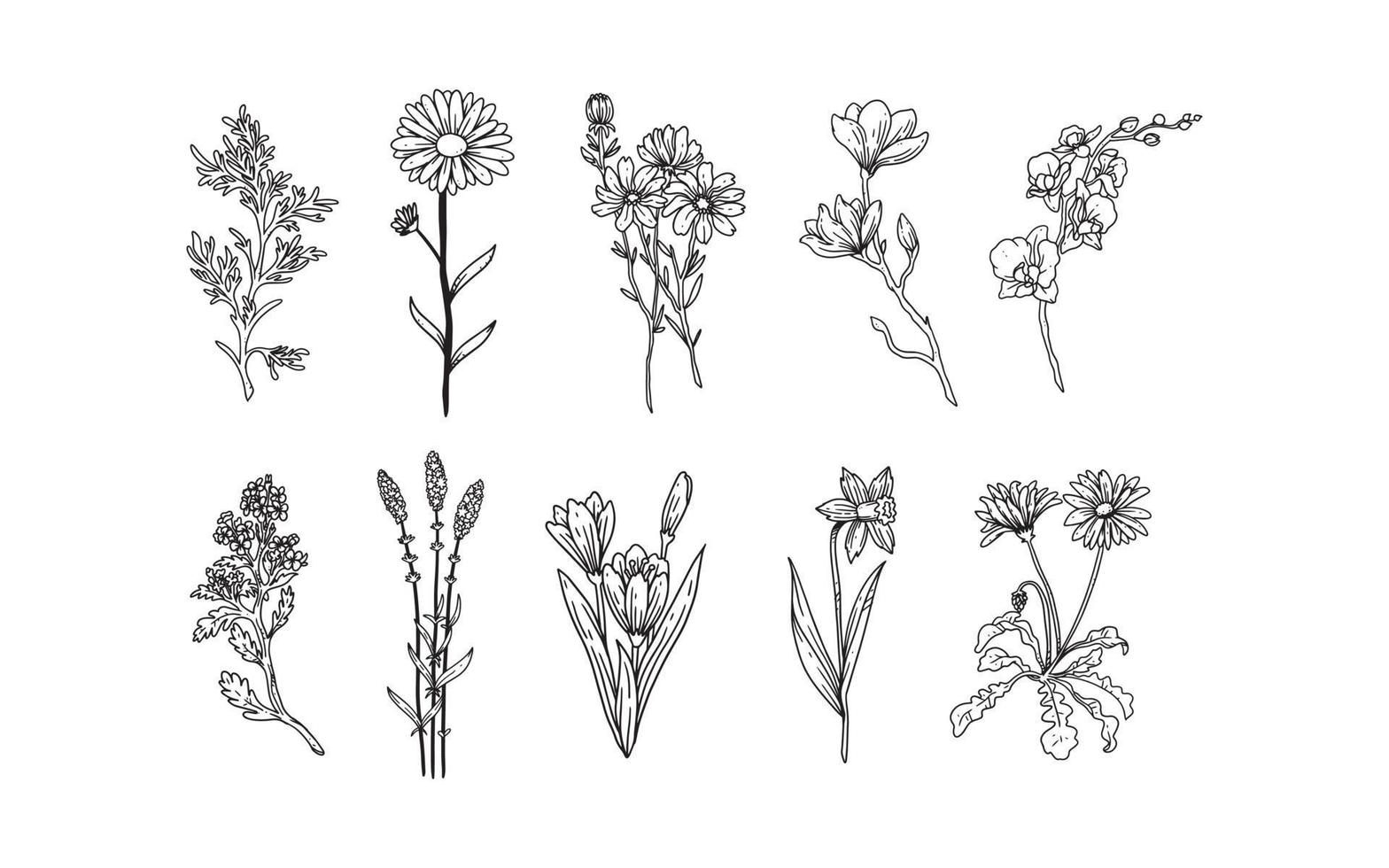 set of hand drawn floral elements for your design, leaf and flowers illustration to create romantic or vintage design, plant isolated graphic very easy add to your design project vector