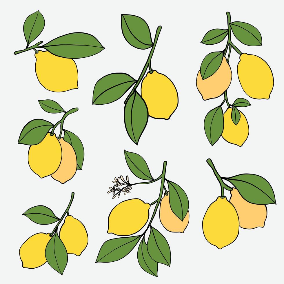 Doodle dibujo a mano alzada de la colección de frutas de limón. vector