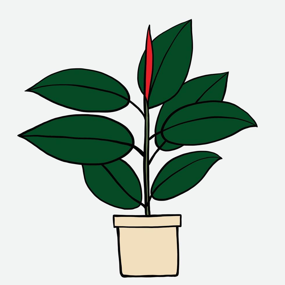 simplicity rubber fig plant freehand drawing flat design. vector