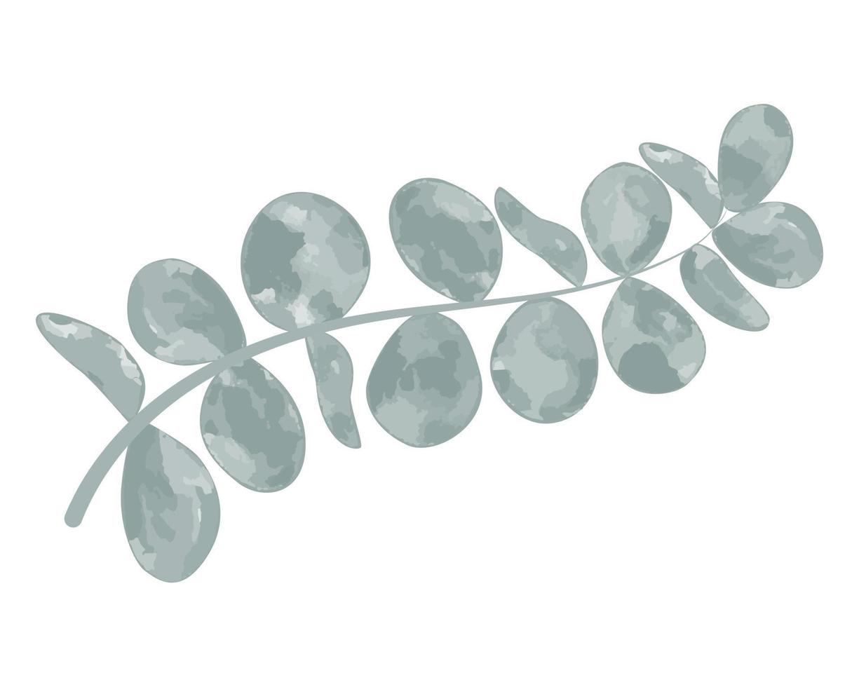 Eucalyptus sprig for compositions and decoration vector illustration