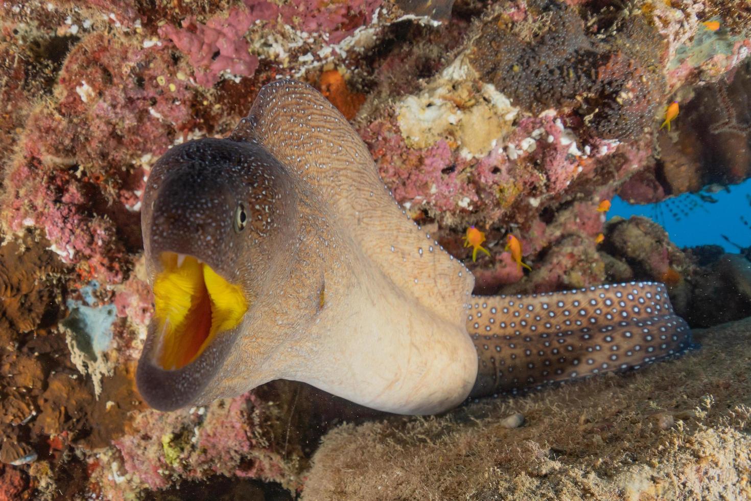 Moray eel Mooray lycodontis undulatus in the Red Sea, Eilat Israel photo