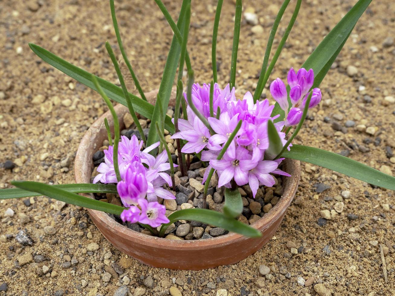 Pretty pink flowers and thin green leaves of Lachenalia paucifolia photo