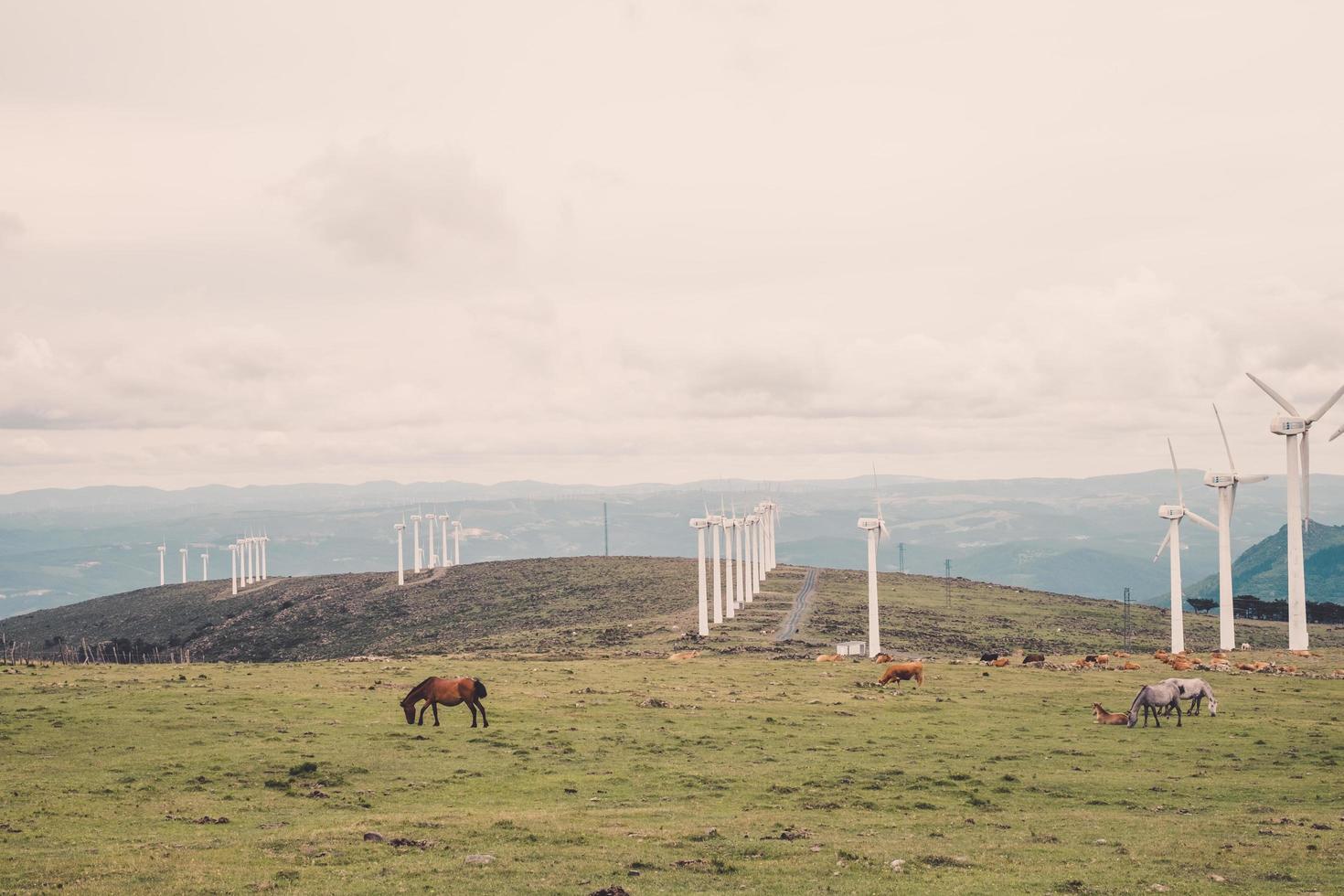 wind turbine coast photo