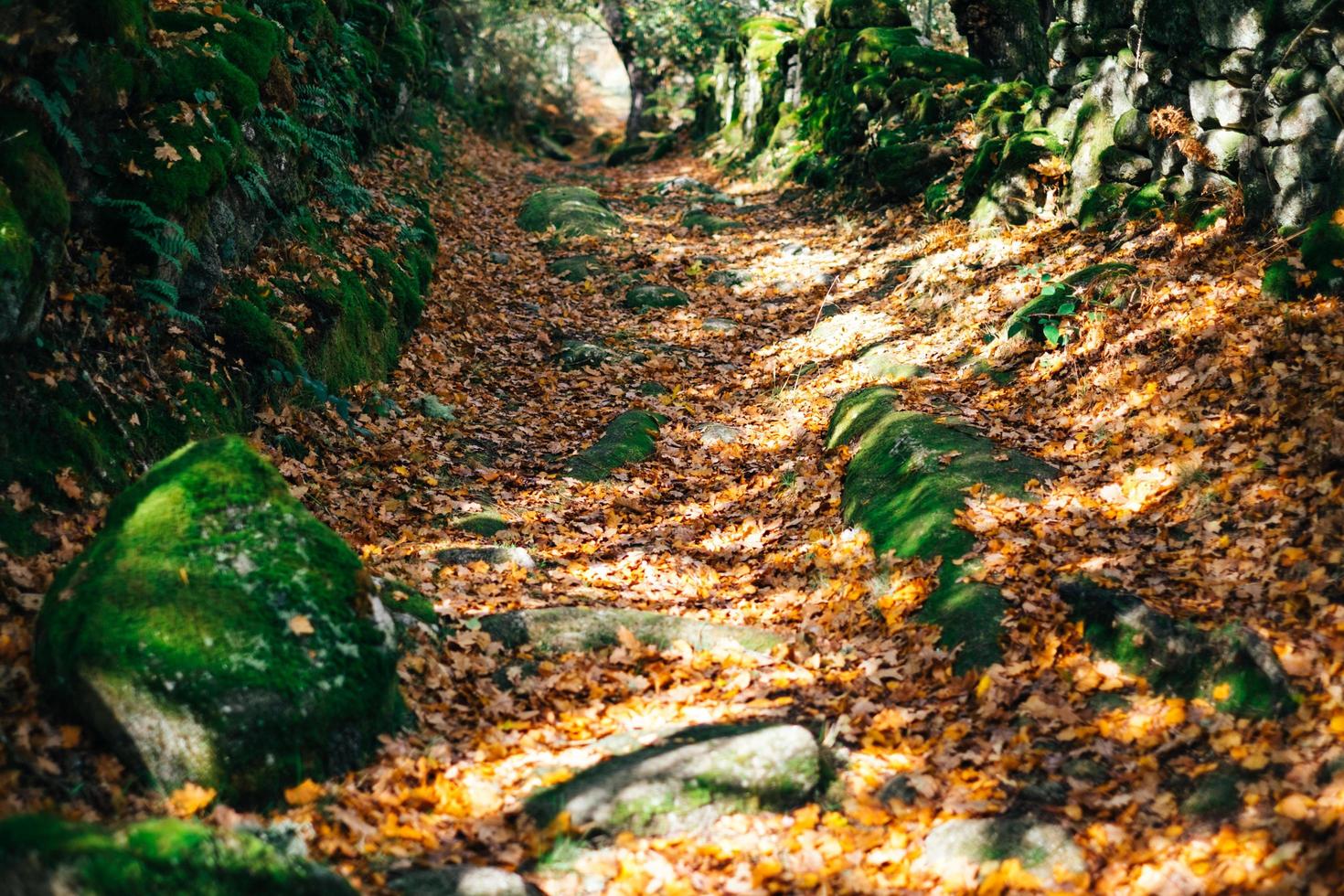 piedra camino de madera foto