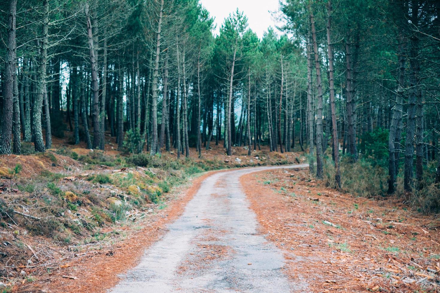 camino en el bosque foto