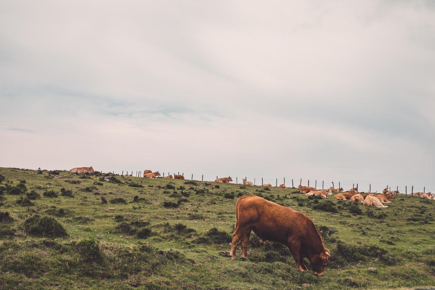 cows on the mountain photo