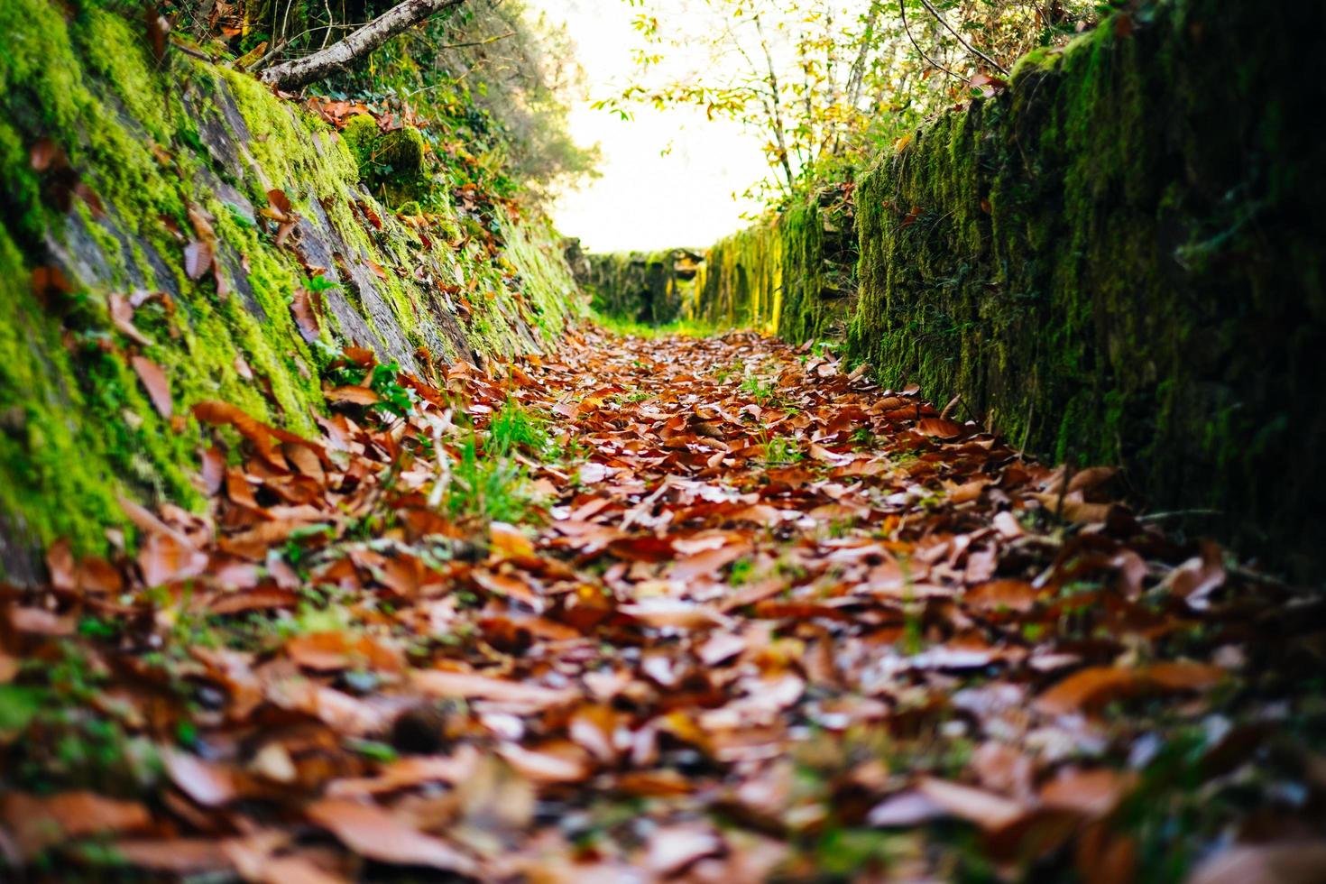 path on the forest photo