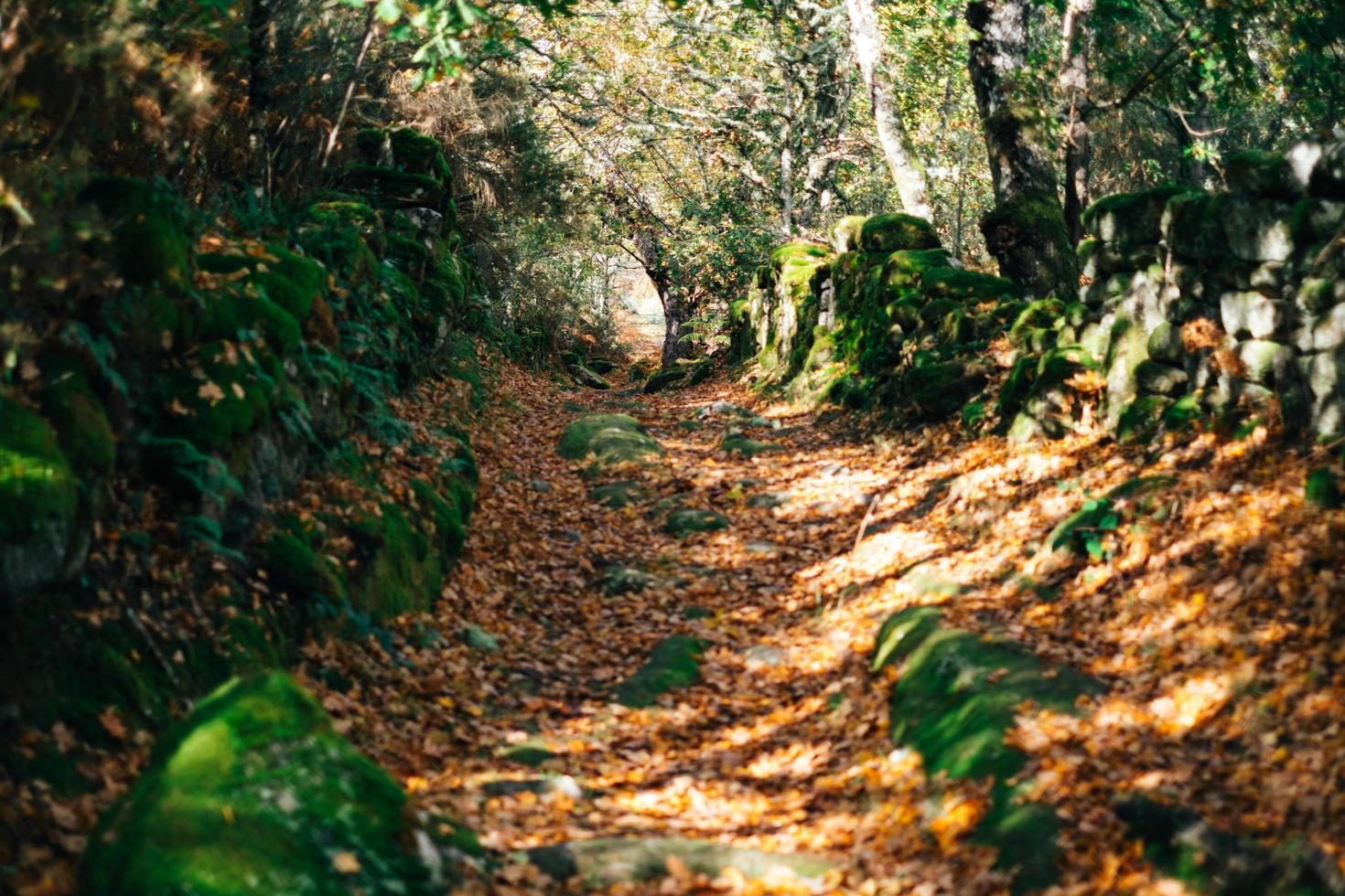 autumn light at forest photo