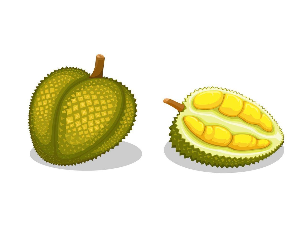 Durian, también conocido como rey de la fruta, es una fruta exótica del vector de ilustración de conjunto de objetos asiáticos