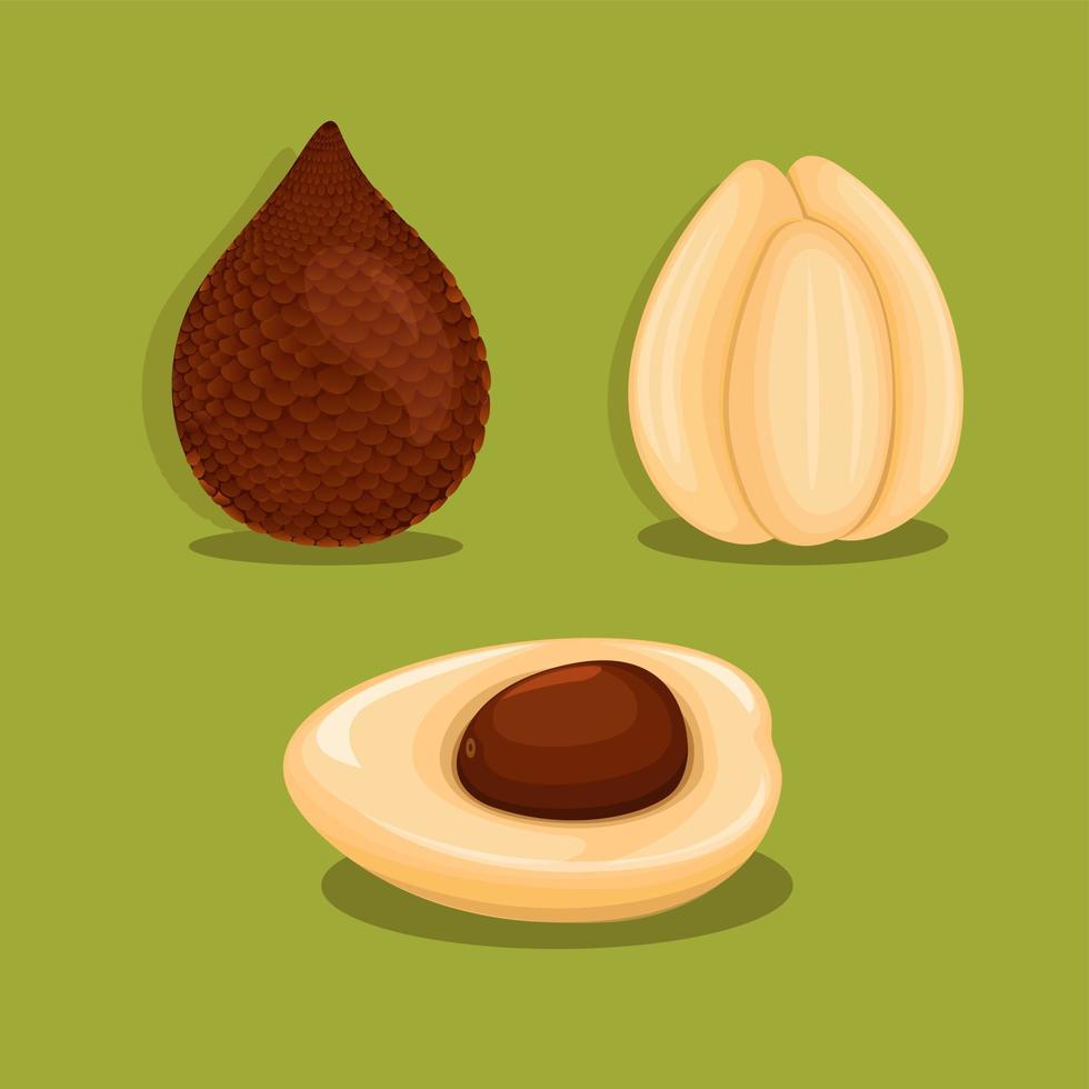 Salak Salacca zalacca AKA Snake Fruit is a species of palm tree native in Indonesia. object set illustration vector