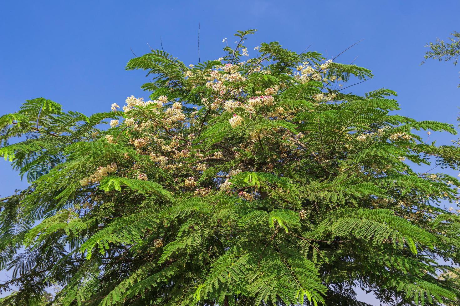 branches of a tree photo