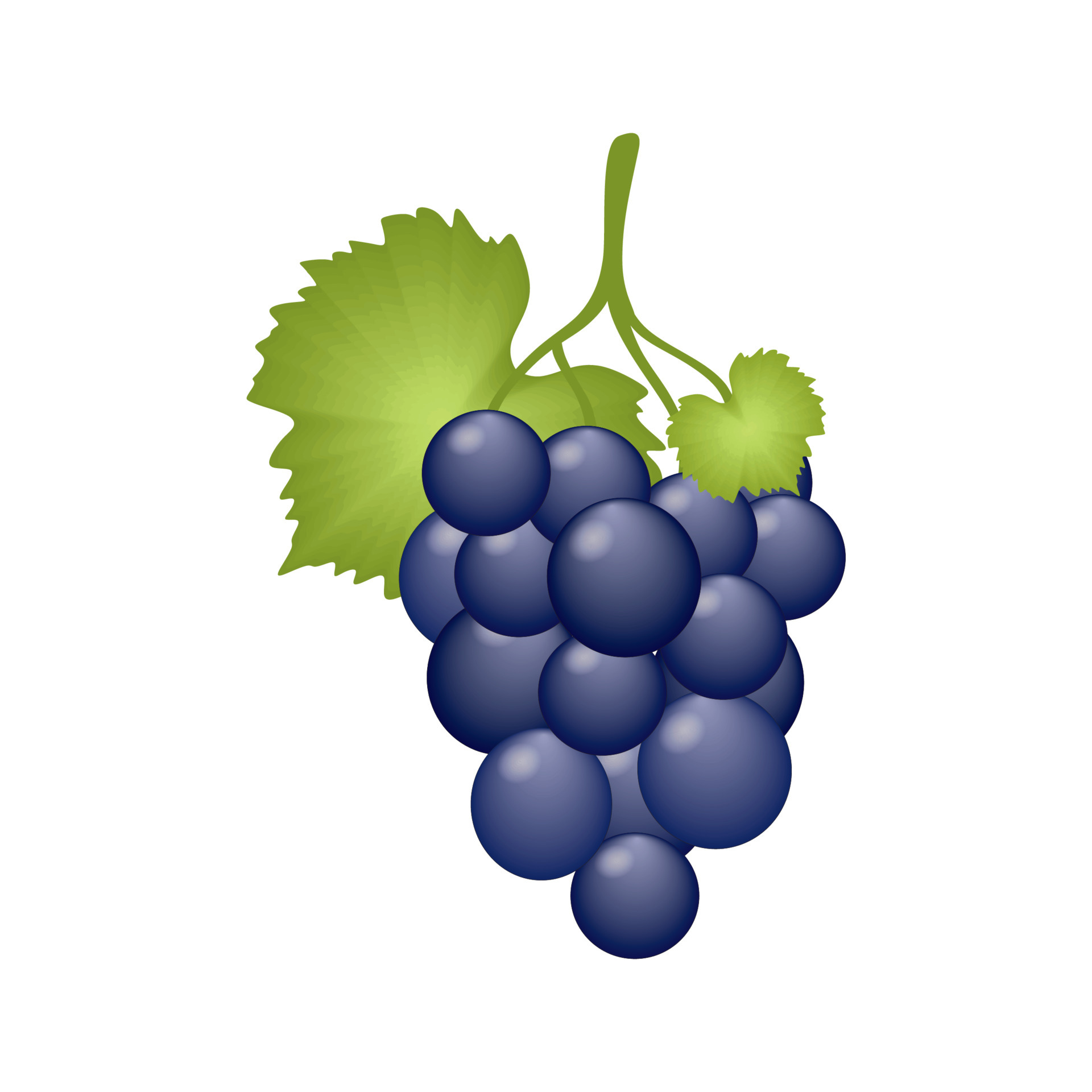 A bunch of juicy grapes with a leaf isolated on a white background. A grape berry on a branch, a vine. Vector cartoon drawing of dietary fruits and vegan food. Fruit store A bunch of juicy grapes with a leaf isolated on a white background. A grape berry on a branch, a vine. Vector cartoon drawing of dietary fruits and vegan food. Fruit store