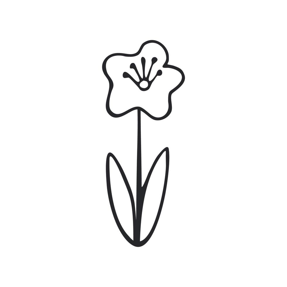 Poppy flower isolated on a white background. Flowers, nature ...