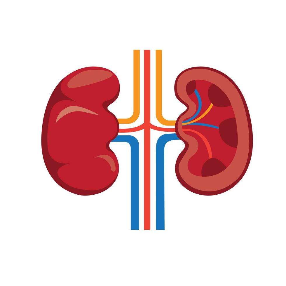 human kidney flat illustration editable vector
