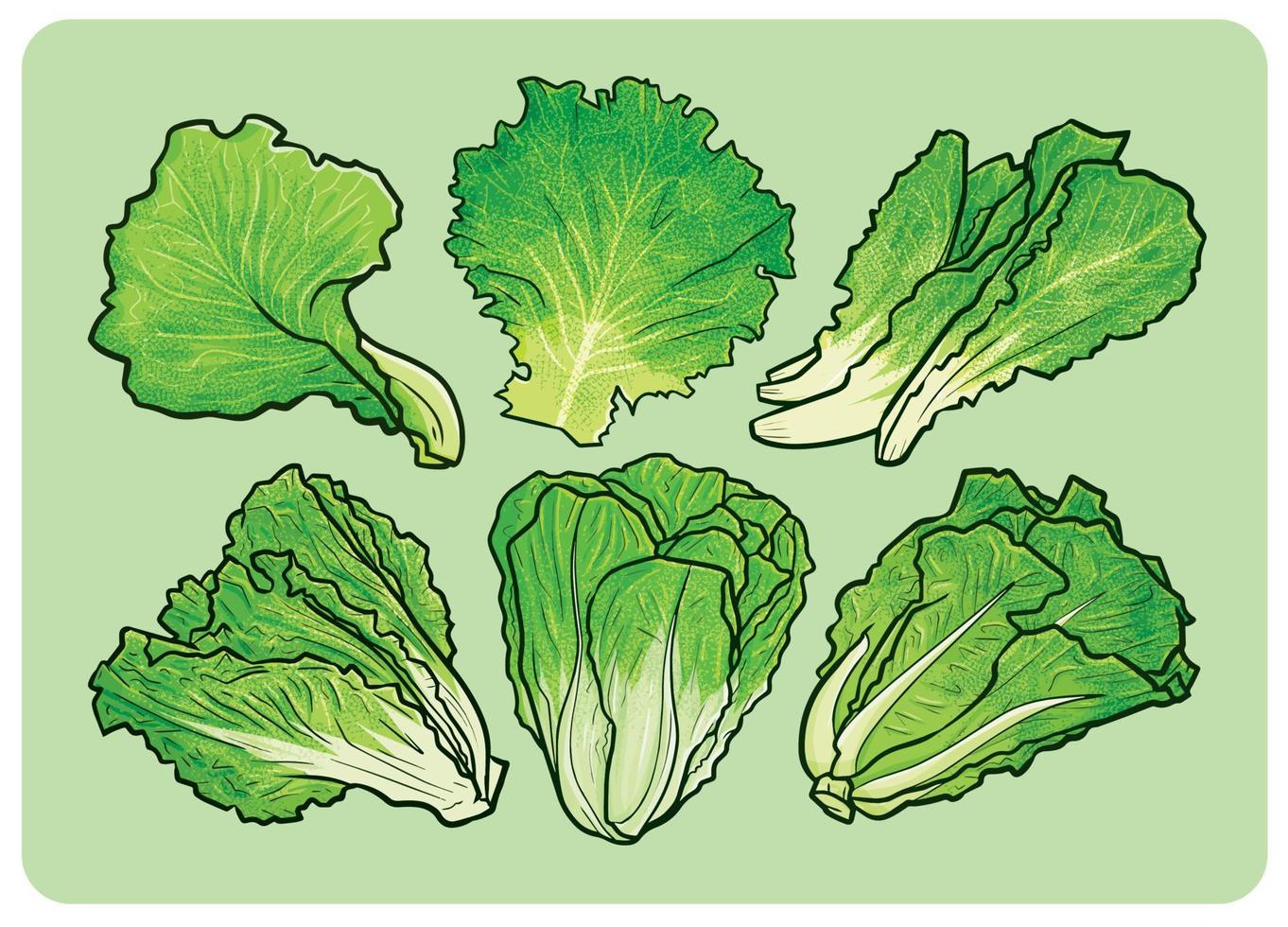 Lettuce cartoon illustration set vector