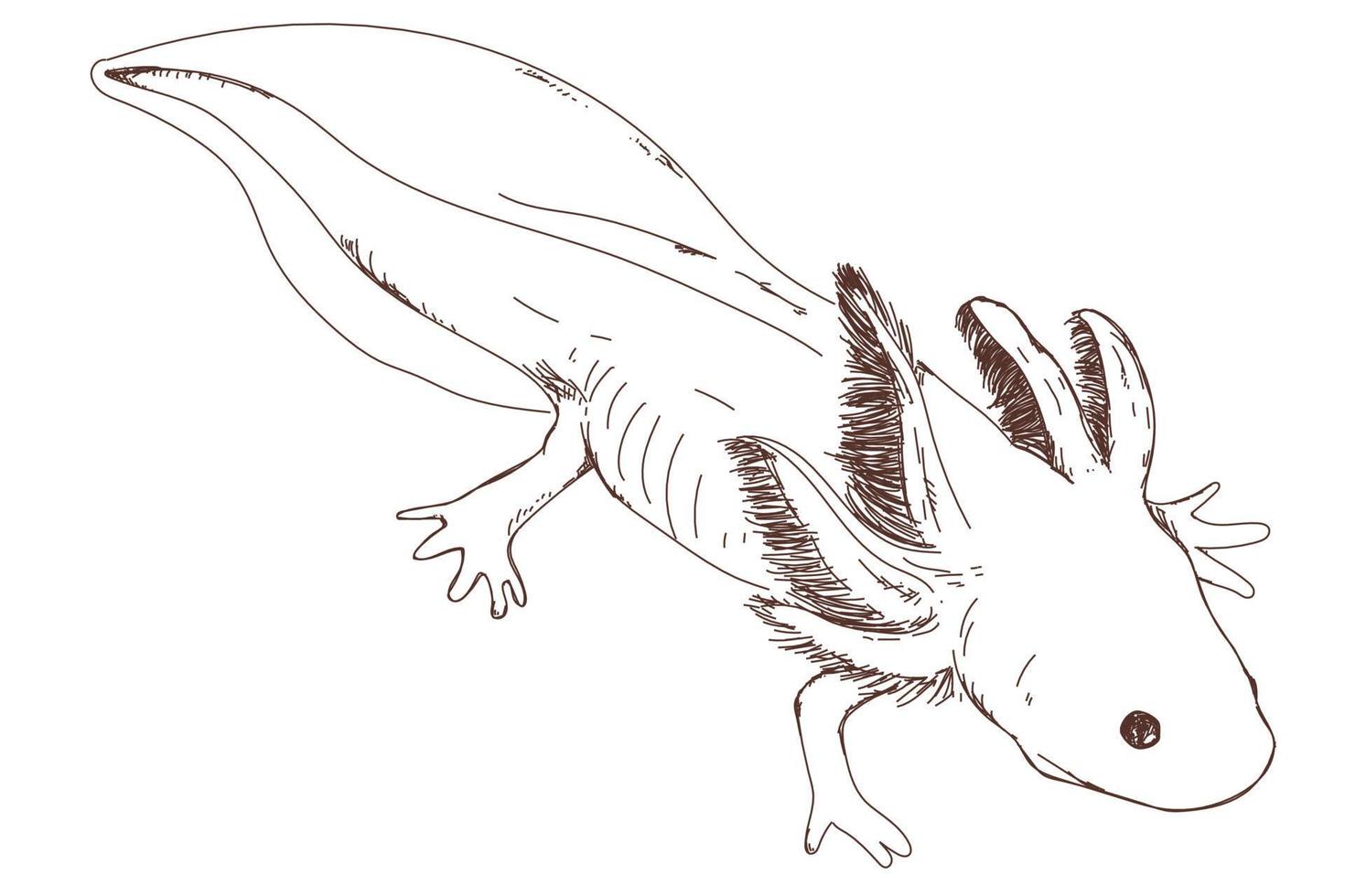 Cute axolotl sketch, vintage engraving, hand drawn vector