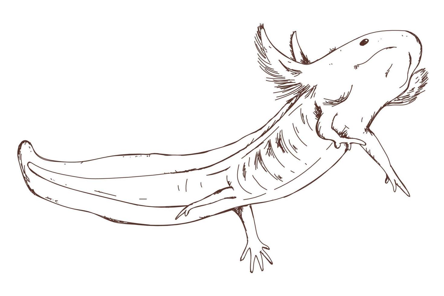 Cute axolotl sketch, vintage engraving, hand drawn vector
