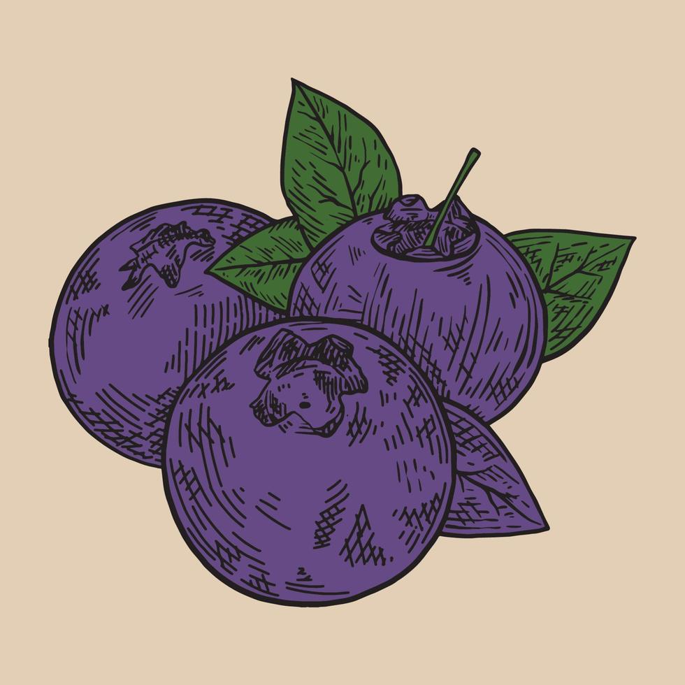 Vector blueberry vintage illustration