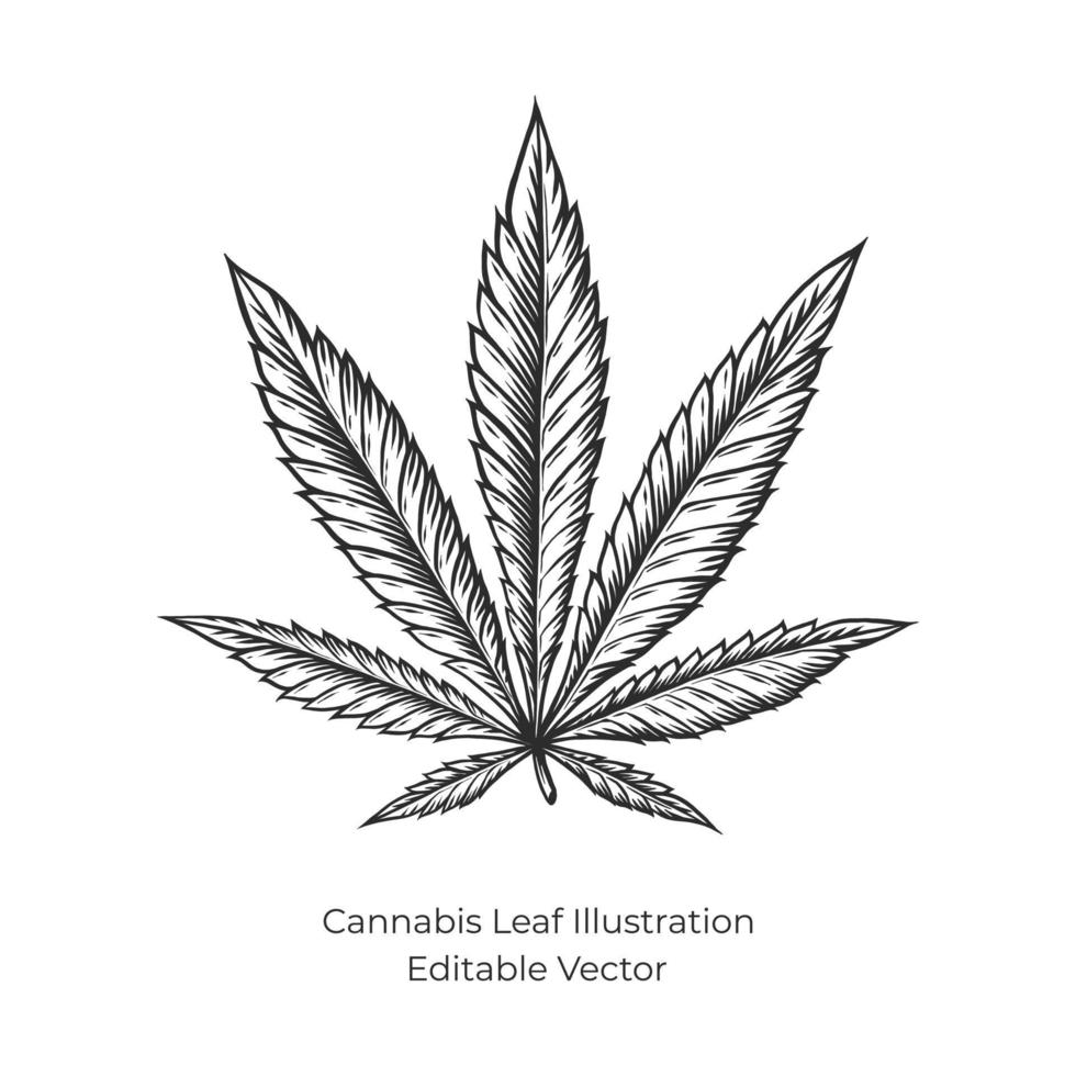 vector dibujado a mano ilustración de cáñamo o cannabis