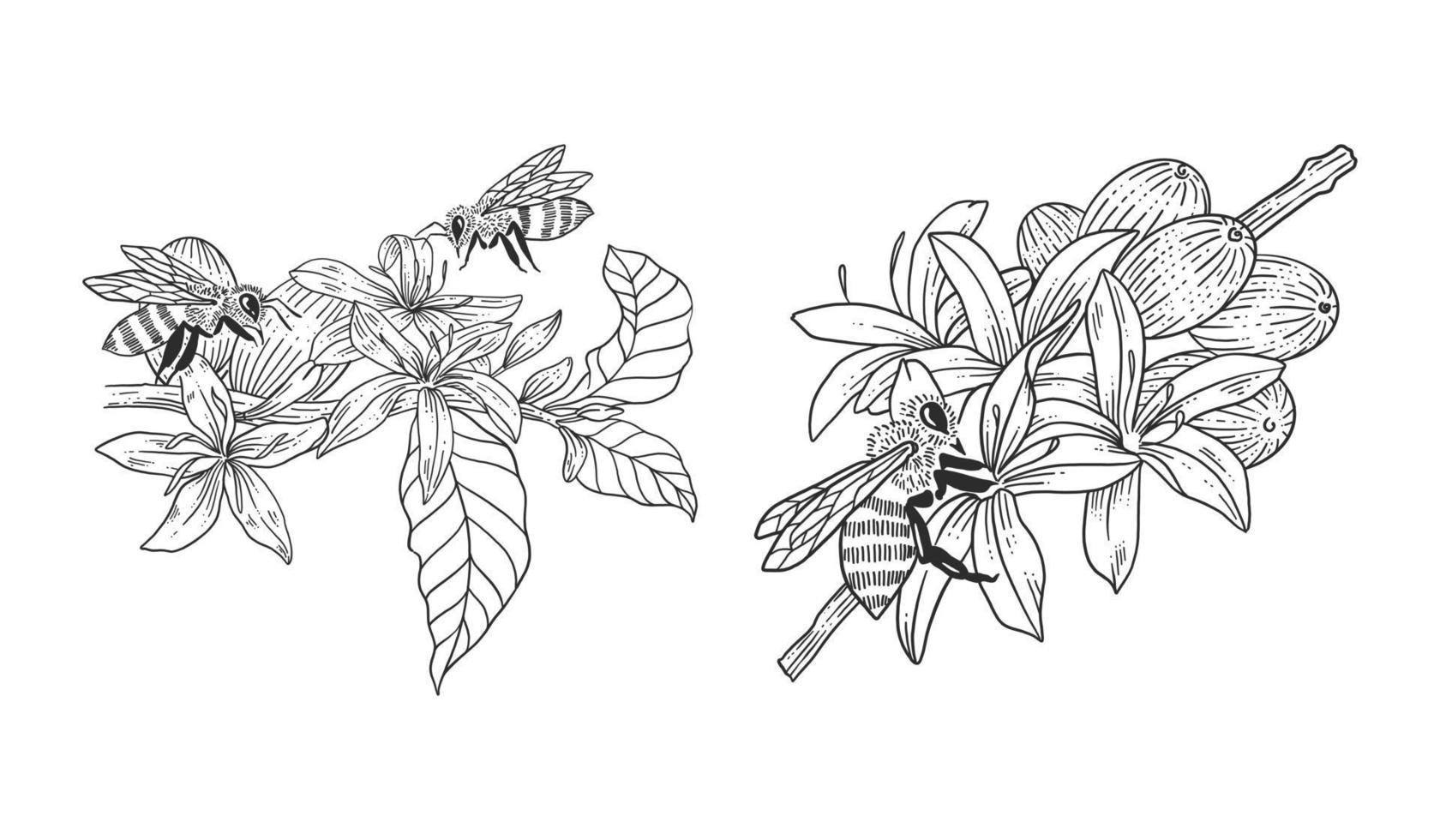 Bee with coffee tree hand drawn illustrations template set vector