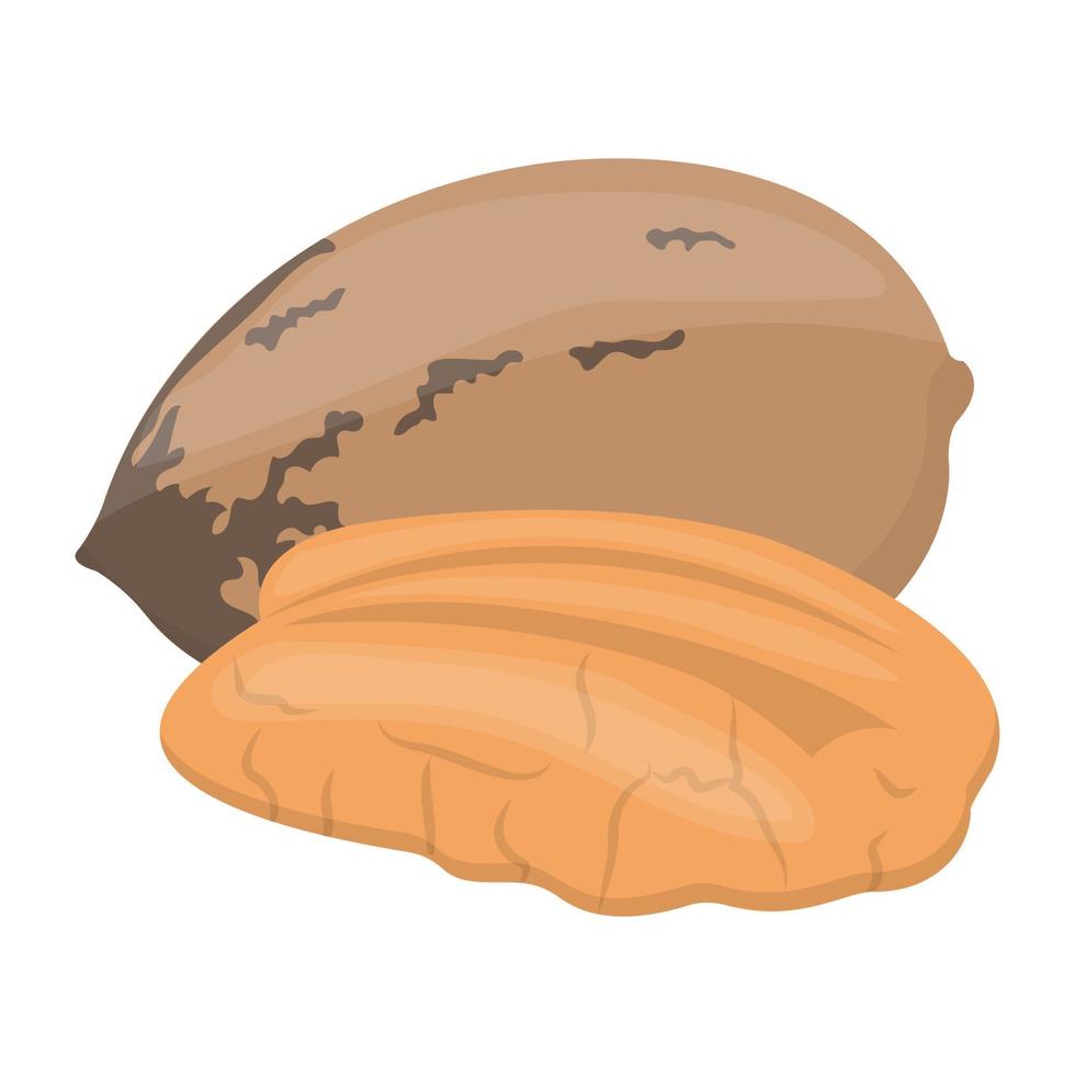 Pecan Nut Concepts vector