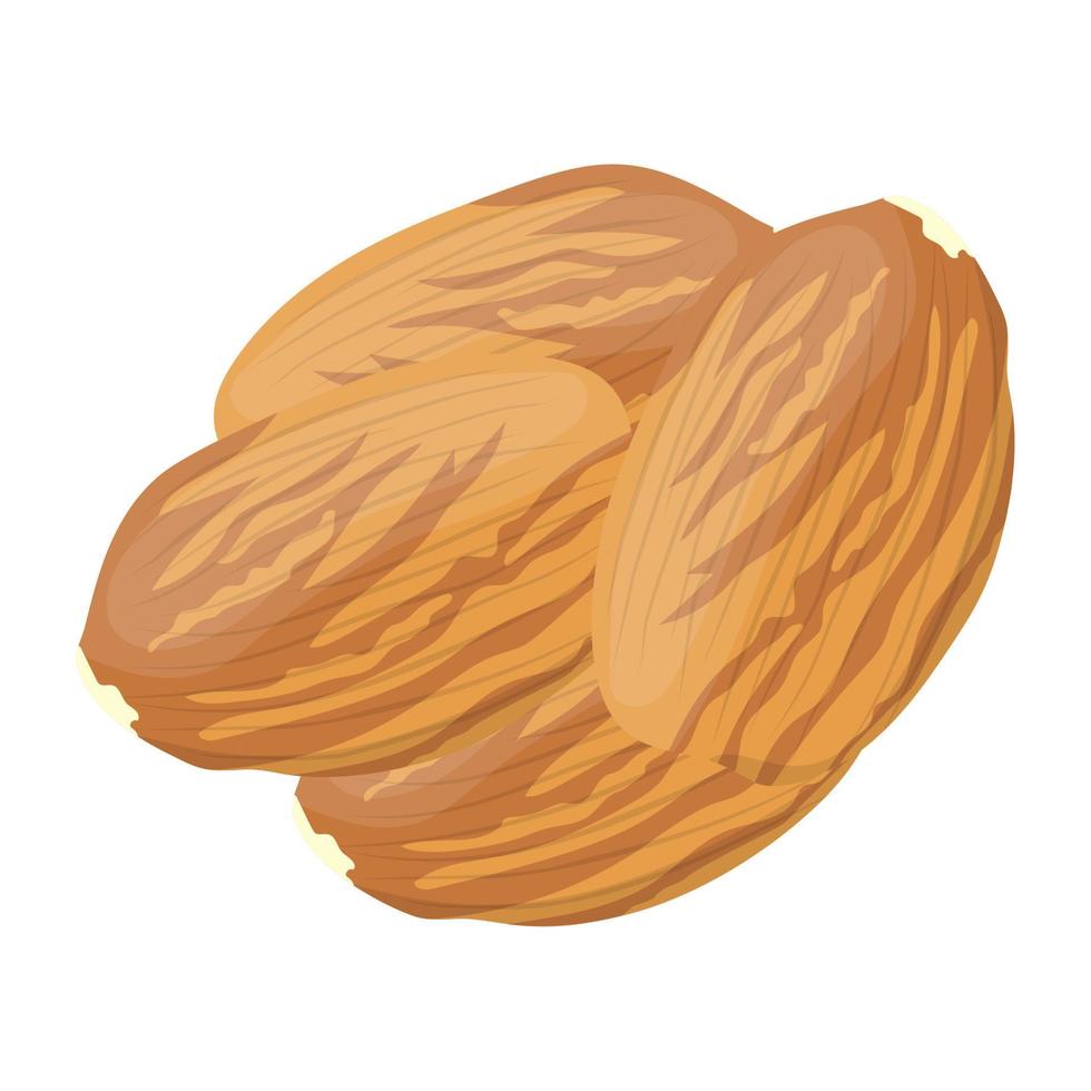 conceptos de almendras de moda vector