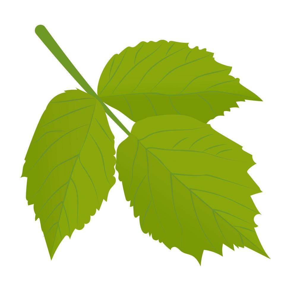 Aspen Leaves Concepts vector