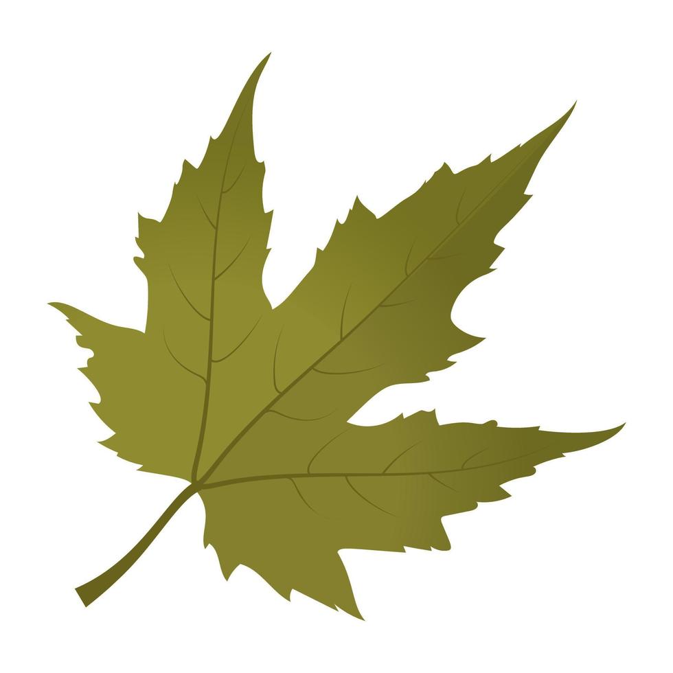 Maple Leaf Concepts vector