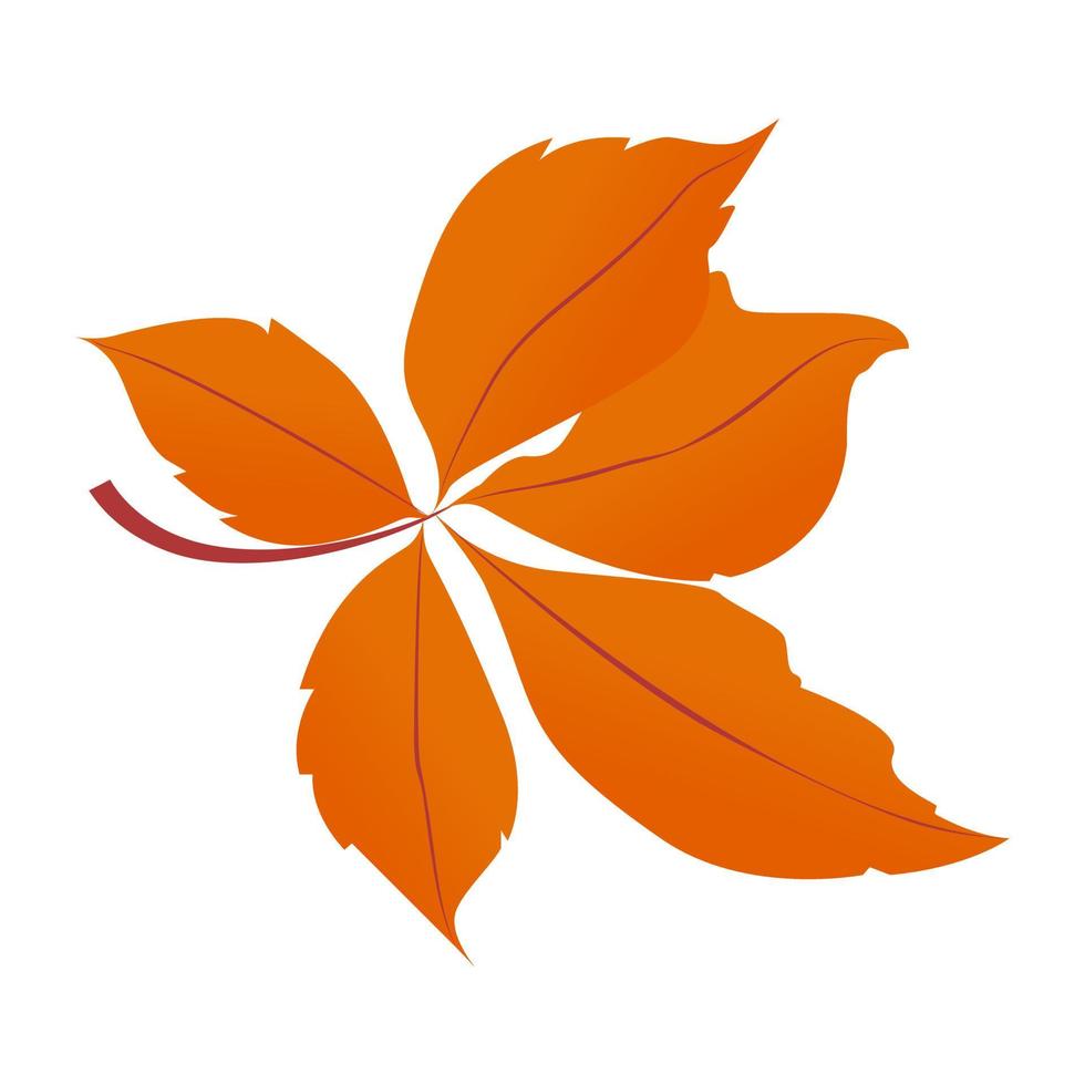 Chestnut Leaves  Concepts vector