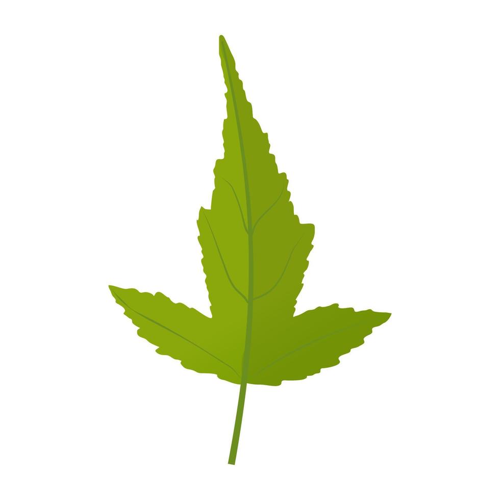 Amur Maple Concepts vector