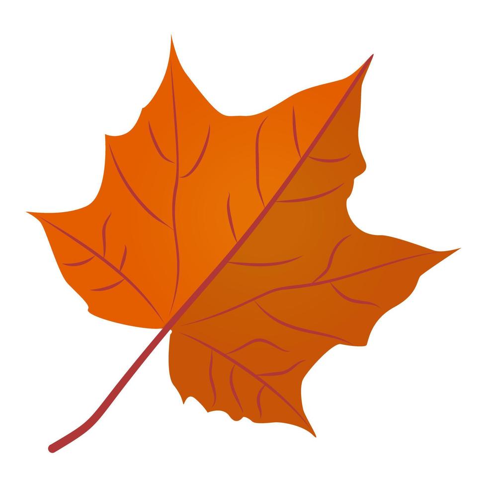 Sugar Maple  Concepts vector