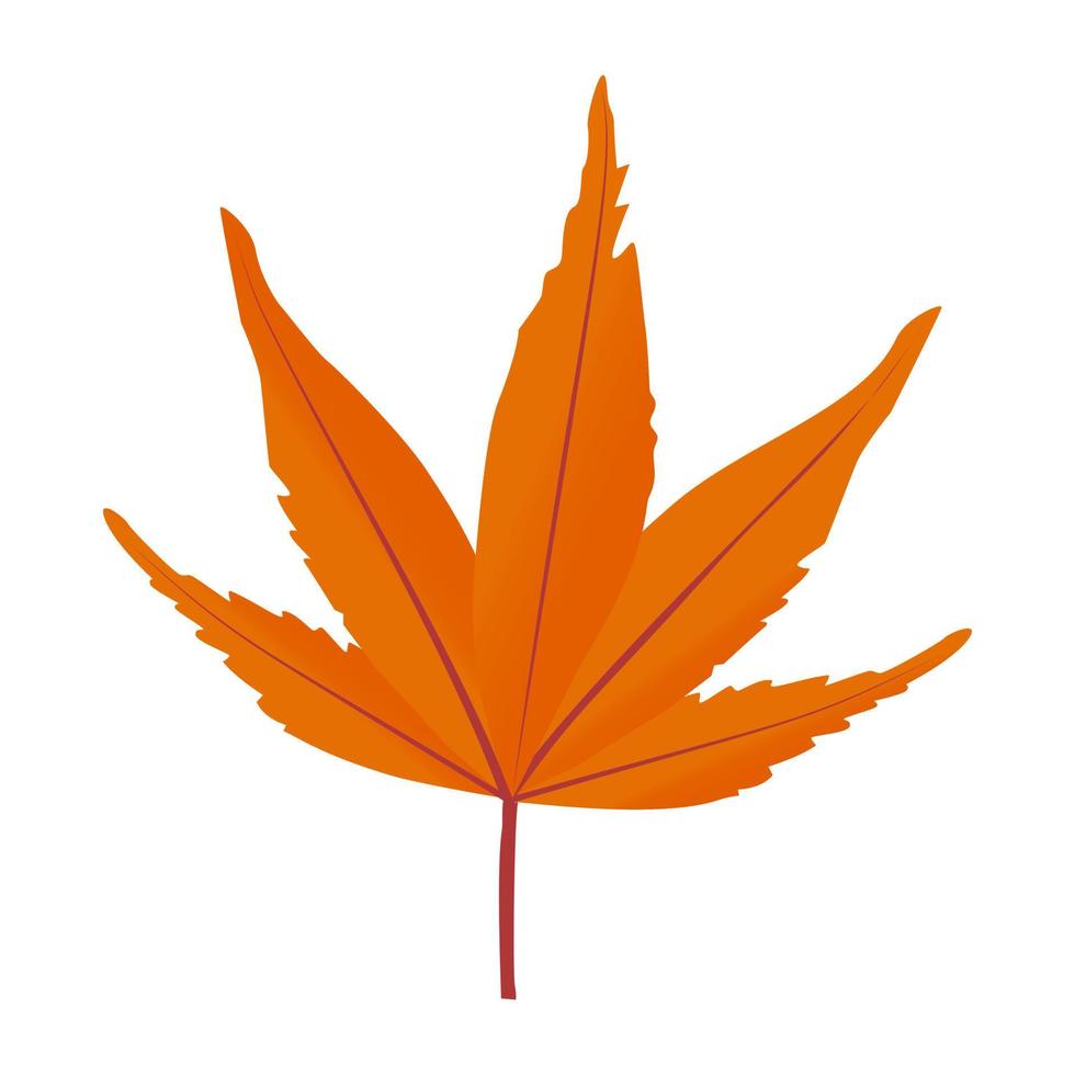 Japanese Maple  Concepts vector