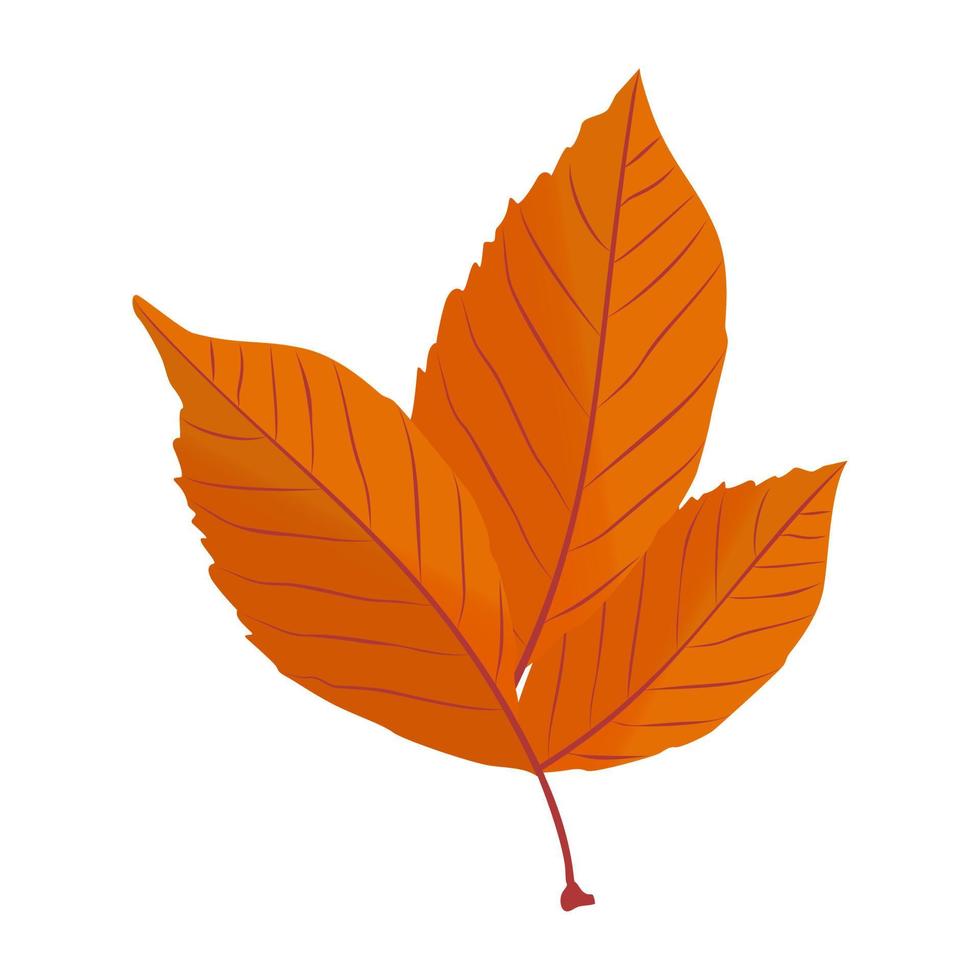 American Beech  Concepts vector