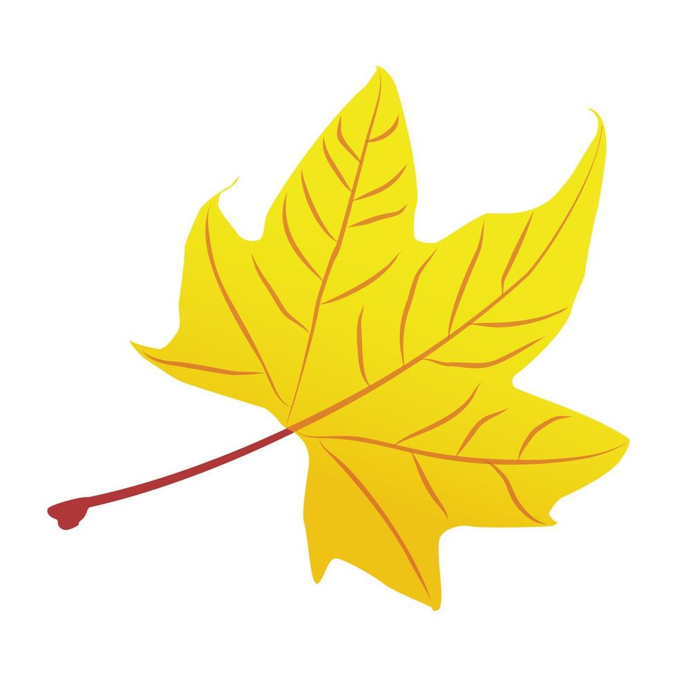 Maple Leaf Concepts vector