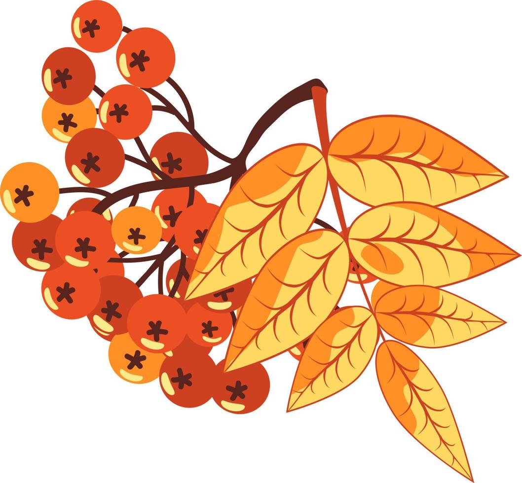 Autumn rowan berries with yellow leaves. vector