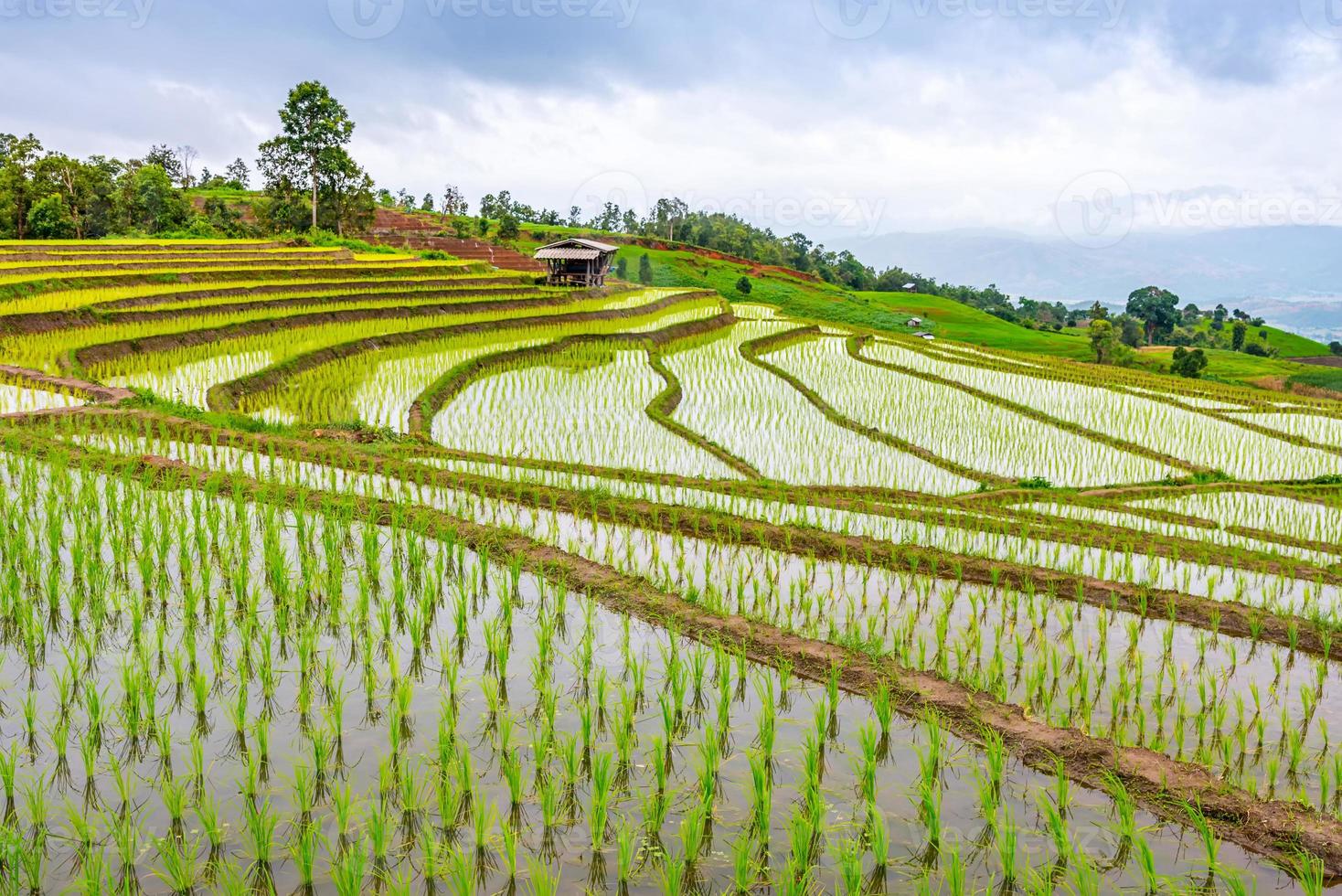 arroz en terrazas en ban pa pong piang, chiang mai foto