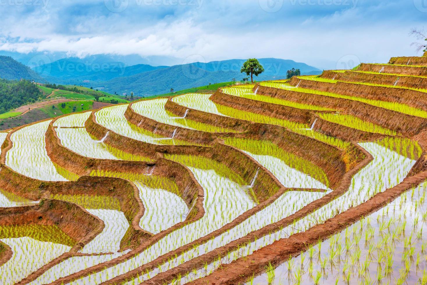 Rice terraced at Ban Pa Pong Piang, Chiang Mai photo